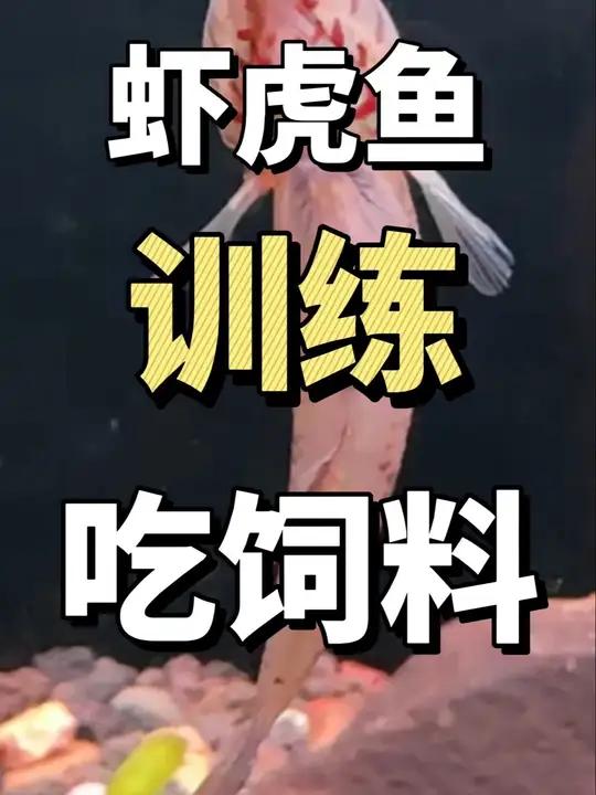 如何训练虾虎鱼吃饲料?