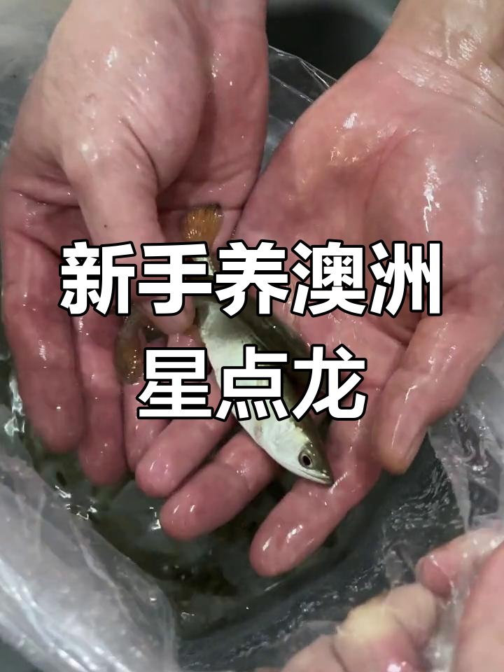 澳洲星点龙:适合新手养的凶猛龙鱼,成长迅速!