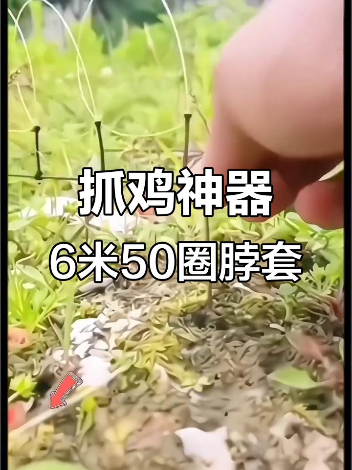 6米50圈草色鱼线脖套,轻松抓鸡的神奇工具