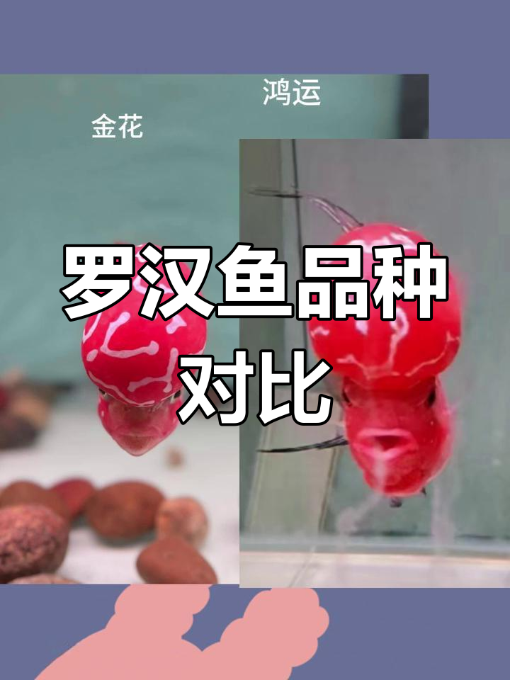 罗汉鱼品种解析:金花与鸿运的区别
