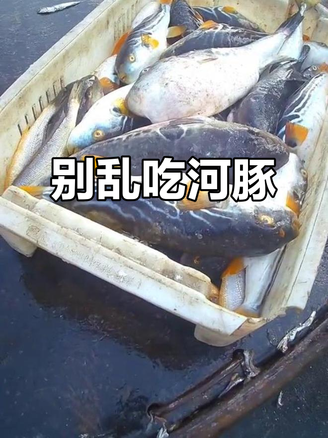 河豚鱼剧毒,处理不当致命!