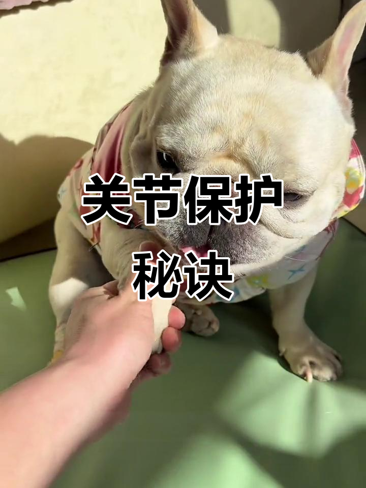 关节健康关键在于体重控制,鲨鱼软骨素助力狗狗活动自如