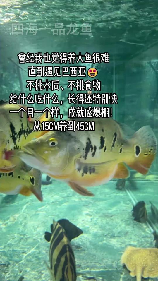 新手也能养出成就感的神仙鱼