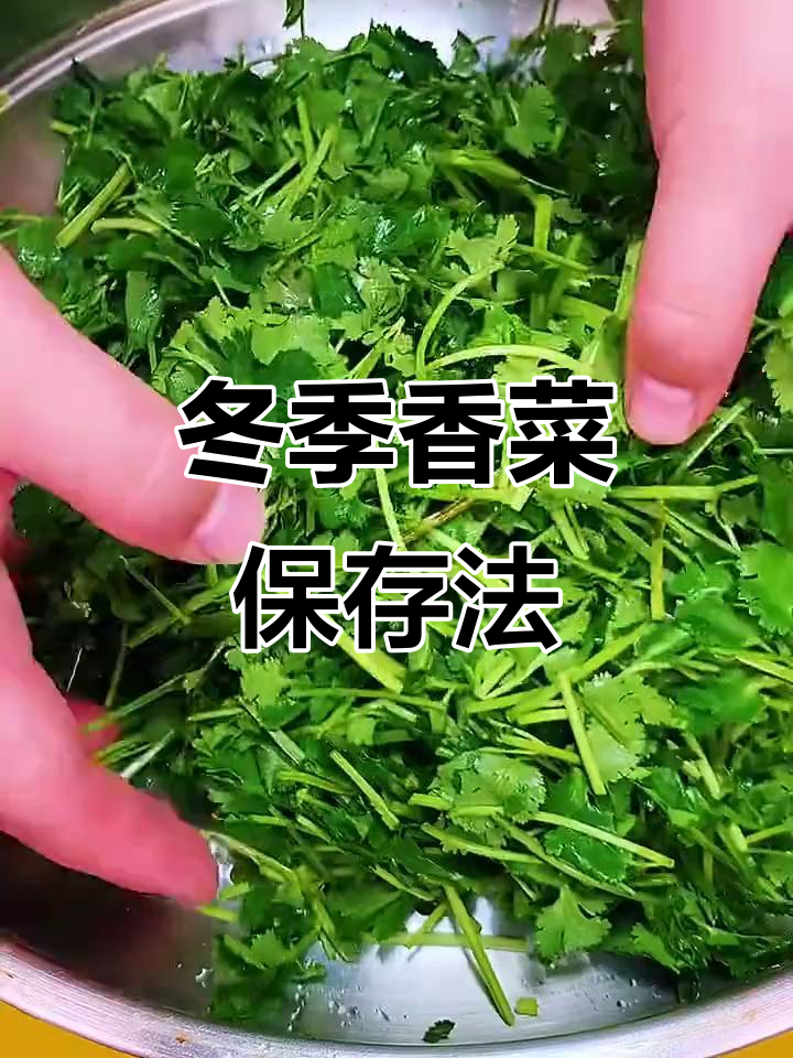 冬季香菜保鲜秘诀,轻松种植,随时享用新鲜蔬菜!