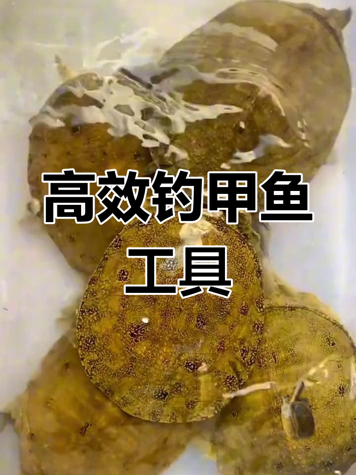 钓甲鱼神器,轻松捕获严鱼