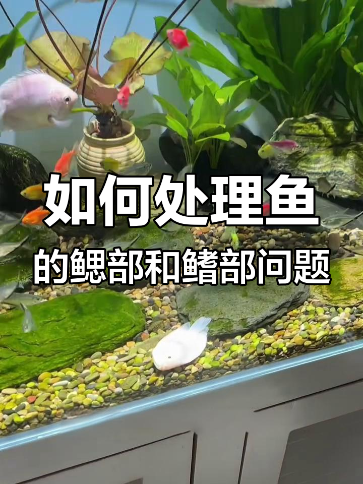 观赏鱼烂腮怎么办?烧尾和鳍部问题如何应对