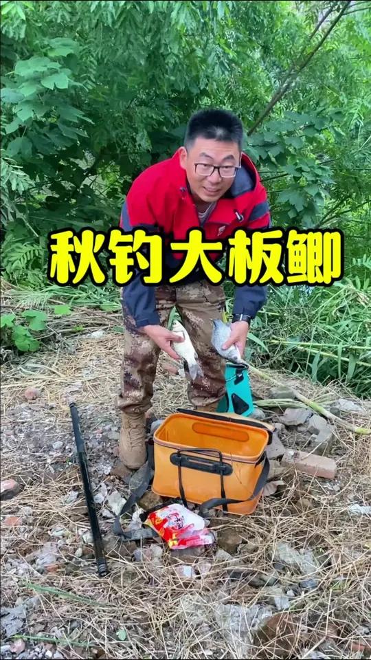 深秋后钓鱼,传统钓优势明显。实战分享如何钓到大板鲫 速散维它米 钓鱼 野生大板鲫