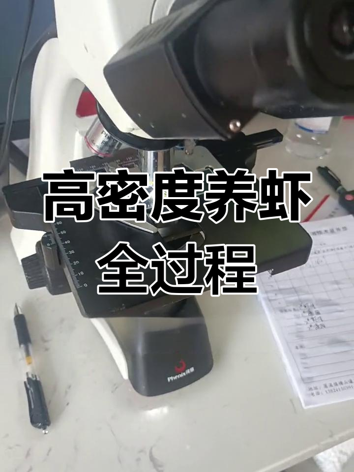 虾的解剖过程揭秘