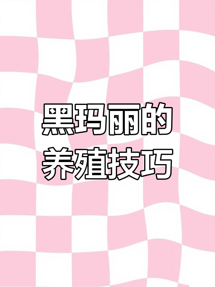 黑玛丽饲养全攻略:温度、繁殖与健康管理