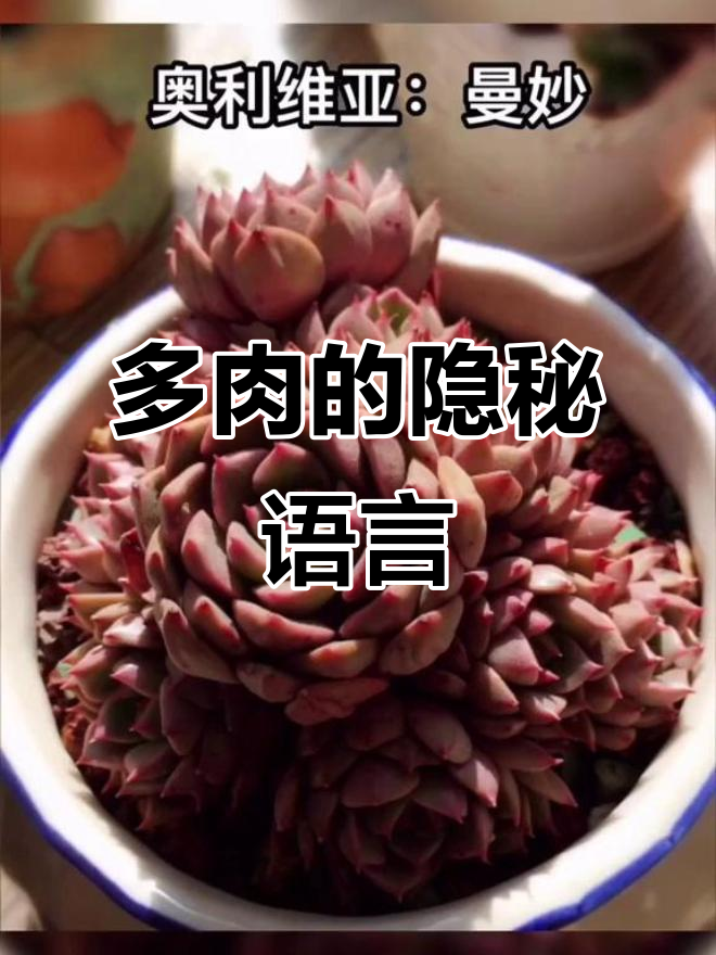 多肉植物也有语言，你知道它们背后隐藏的秘密吗？