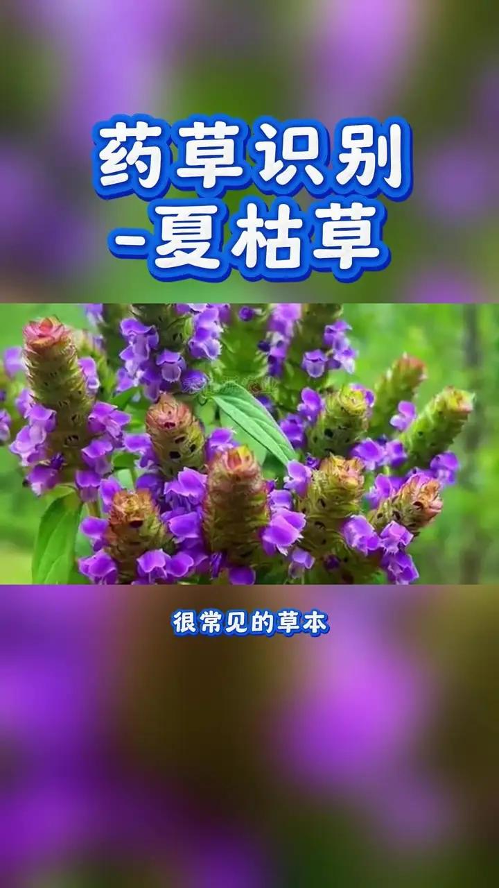 药草识别-夏枯草;是唇形科夏枯草属植物,别名牛低代头、灯笼草、古牛草、羊蹄尖。主产于河南、