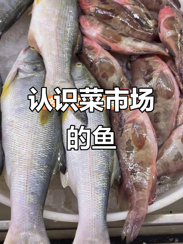 菜市场常见鱼类大揭秘，带你认识各种美味海鲜