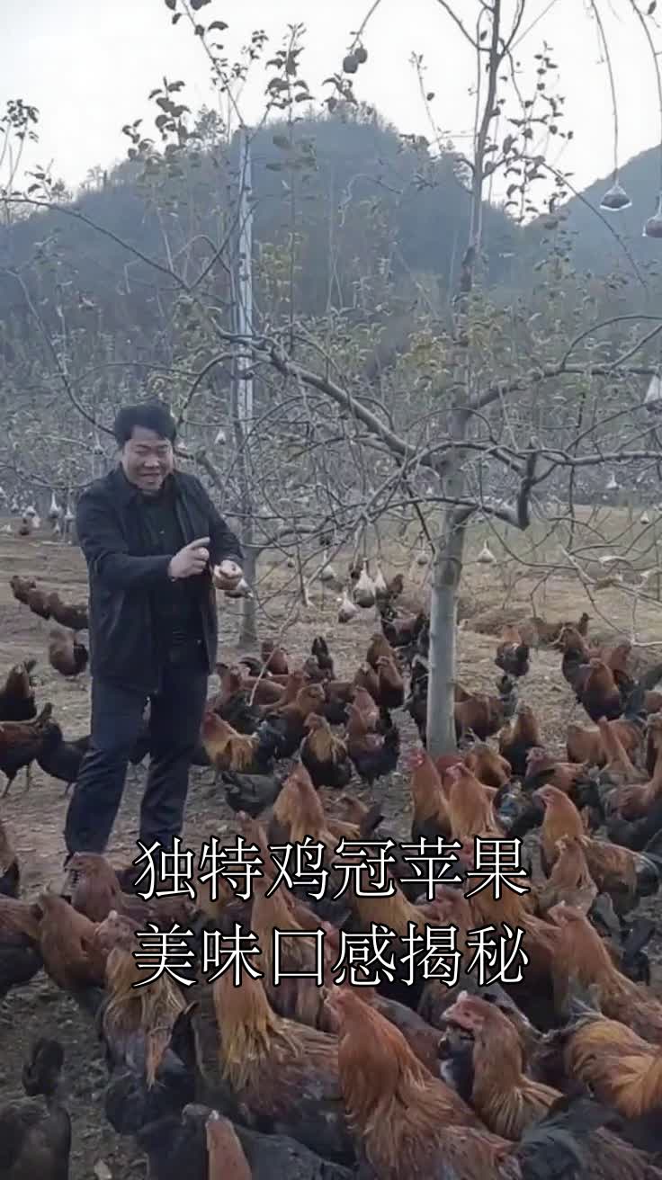 独特鸡冠苹果美味口感揭秘