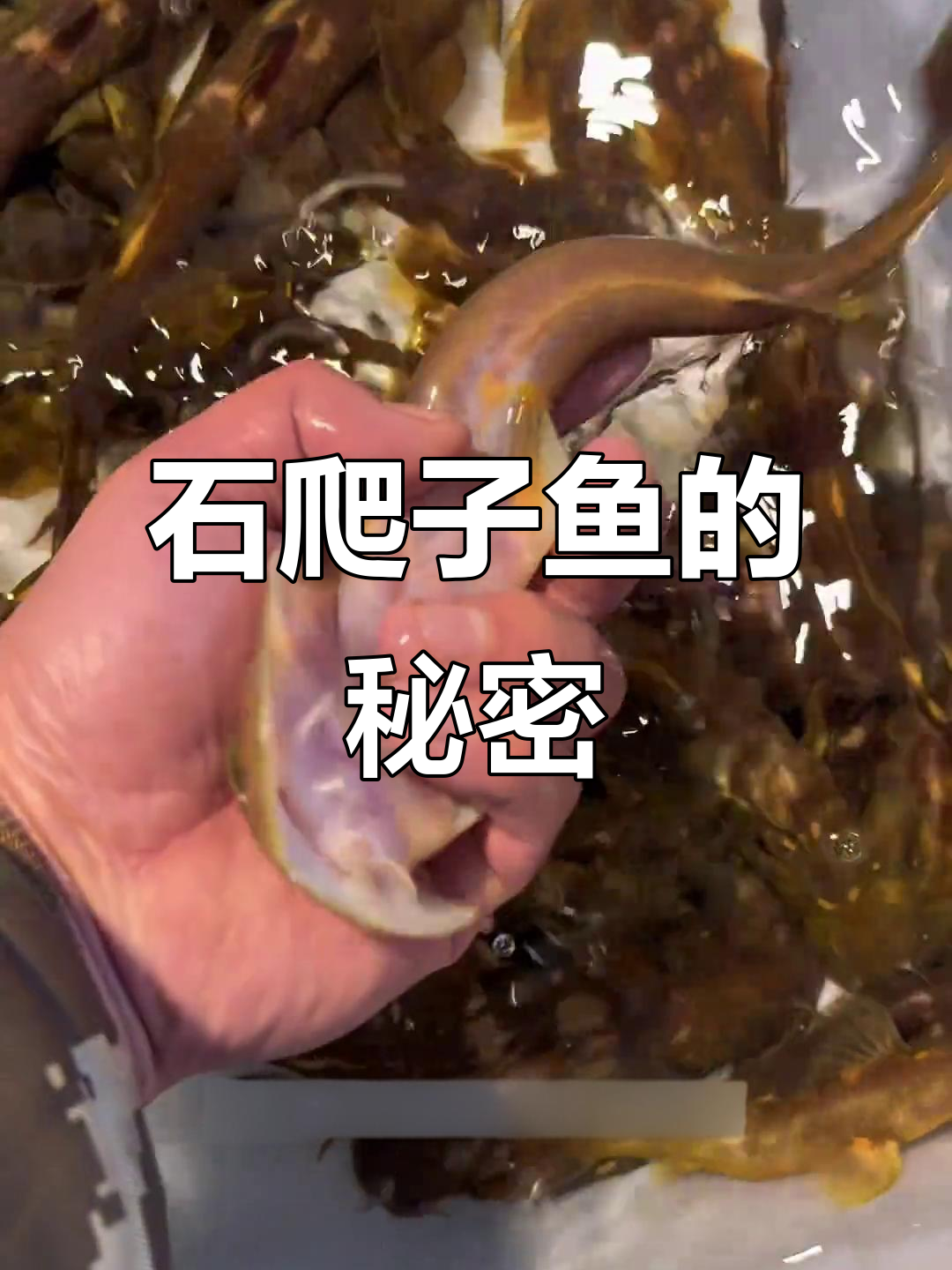贵州特有石爬子鱼,急流中捕食昆虫,鲜美又药用