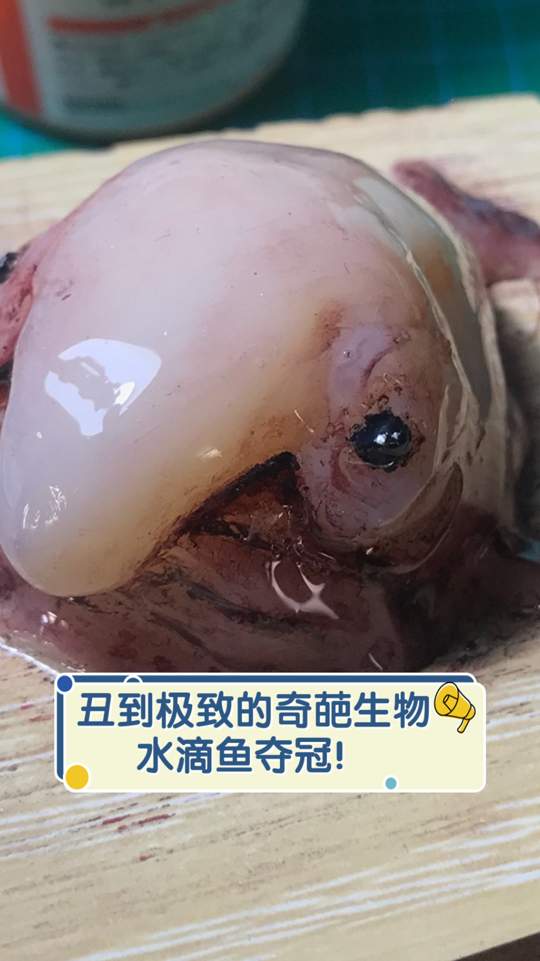 丑到极致的奇葩生物,水滴鱼夺冠!