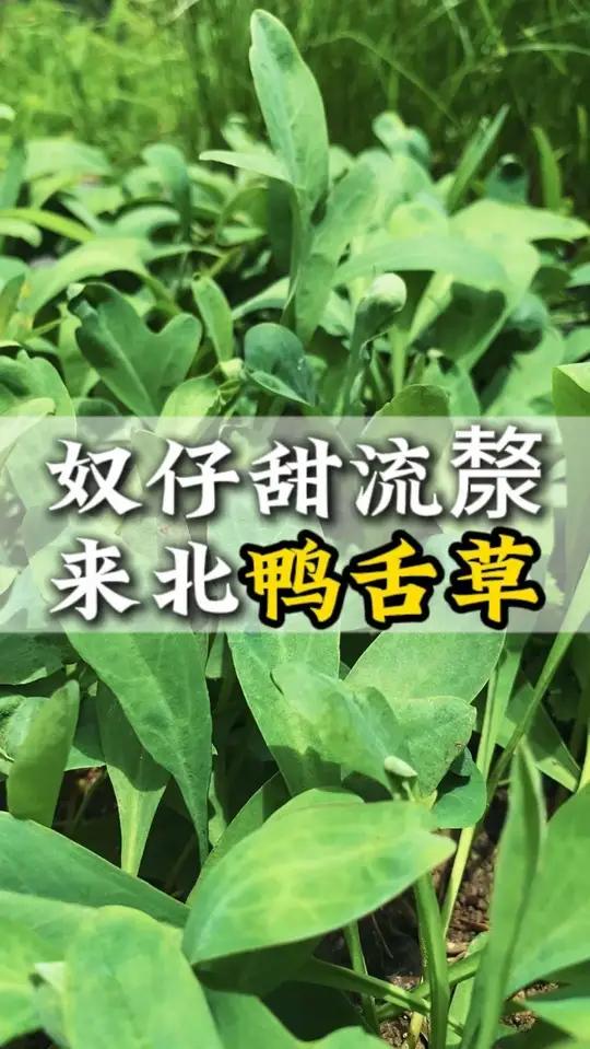 像鸭舌头的青草,会用就是宝