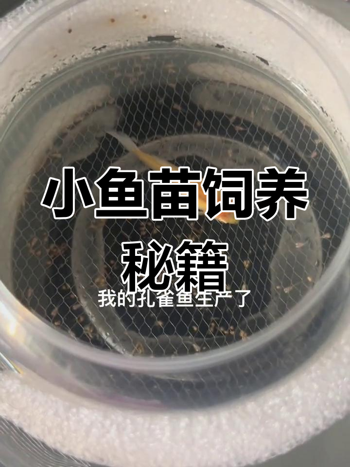 孔雀鱼幼崽养护全攻略,新手必看!