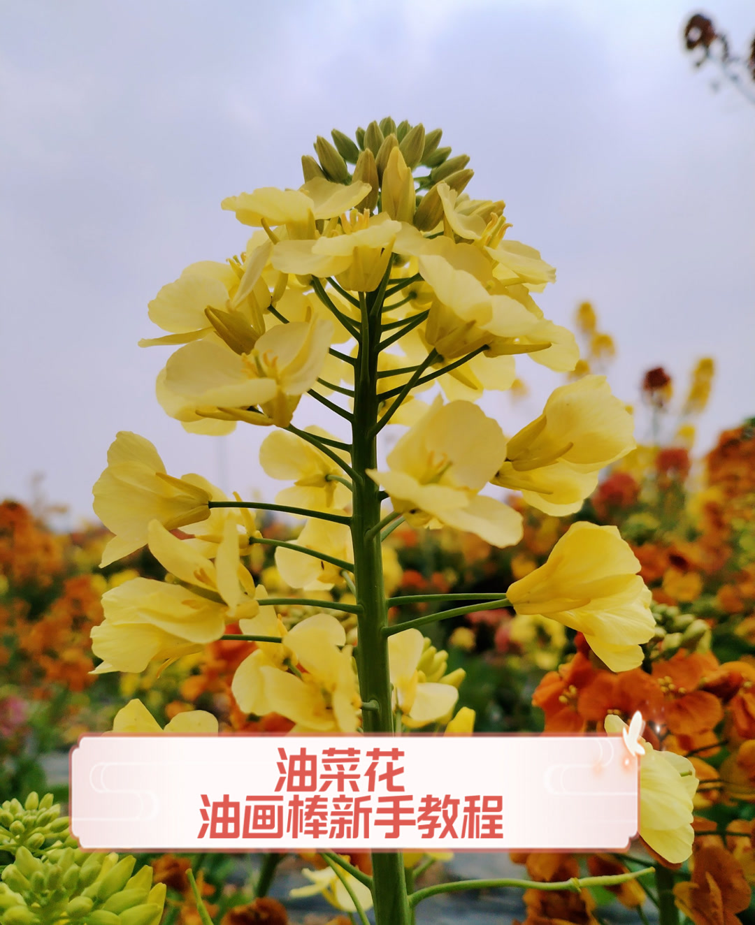 油菜花,油画棒新手教程