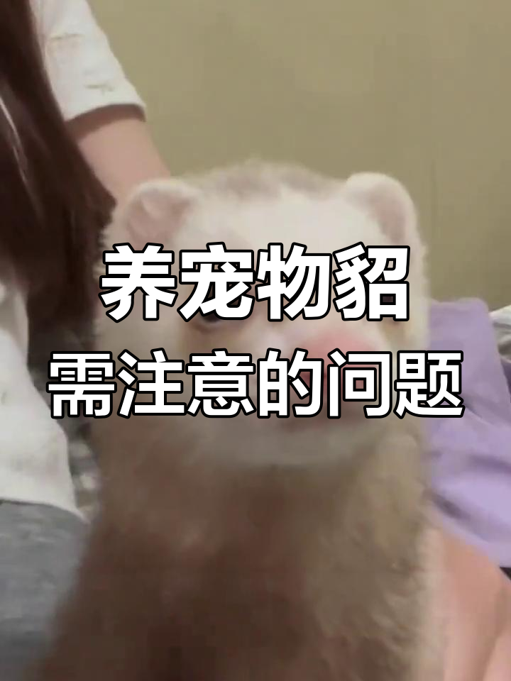 雪貂的缺点:咬人、寿命短,味道问题不容忽视