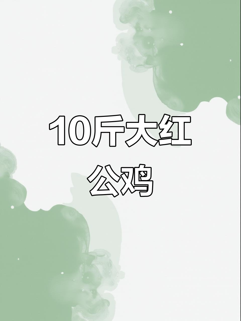 红玉380鸡苗:十斤大红公鸡,果园散养更佳