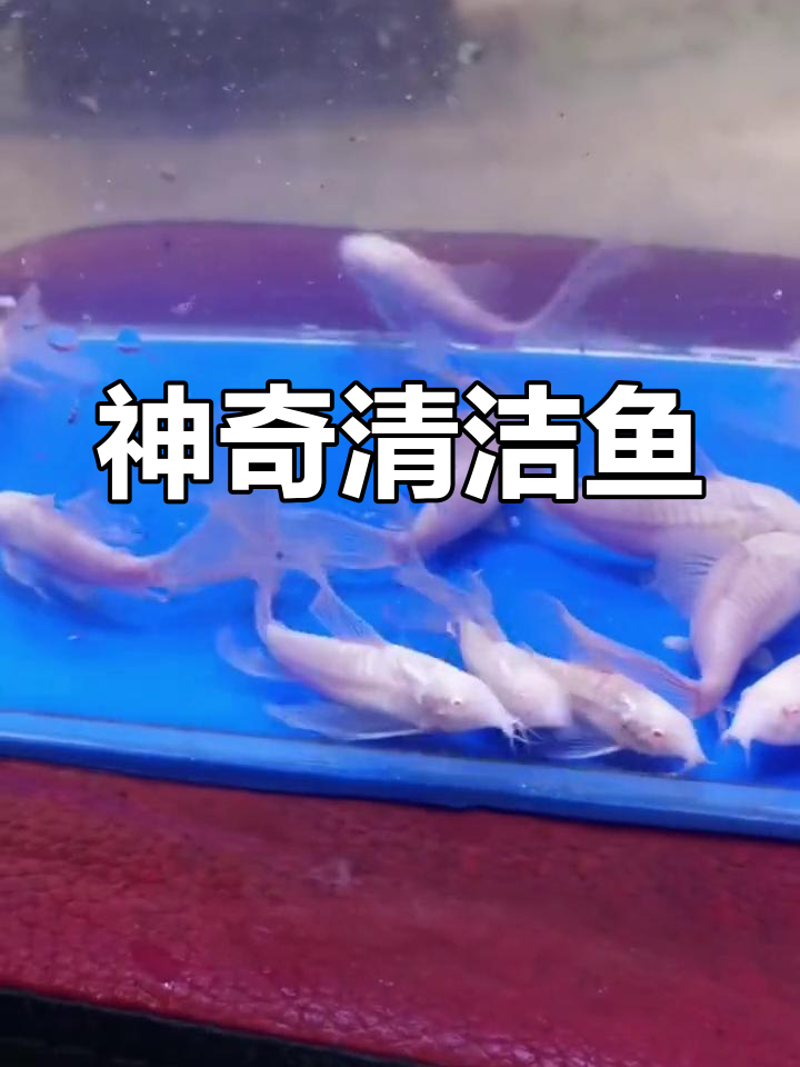 鱼缸里那些既美丽又勤劳的清洁工,白色婚纱鼠鱼的奇迹!