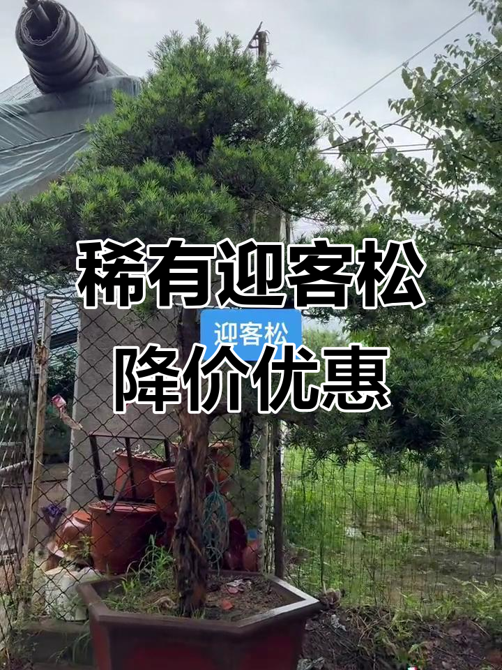 独特迎客罗汉松,飘枝蘑菇顶,盆高3米冠幅2.4米