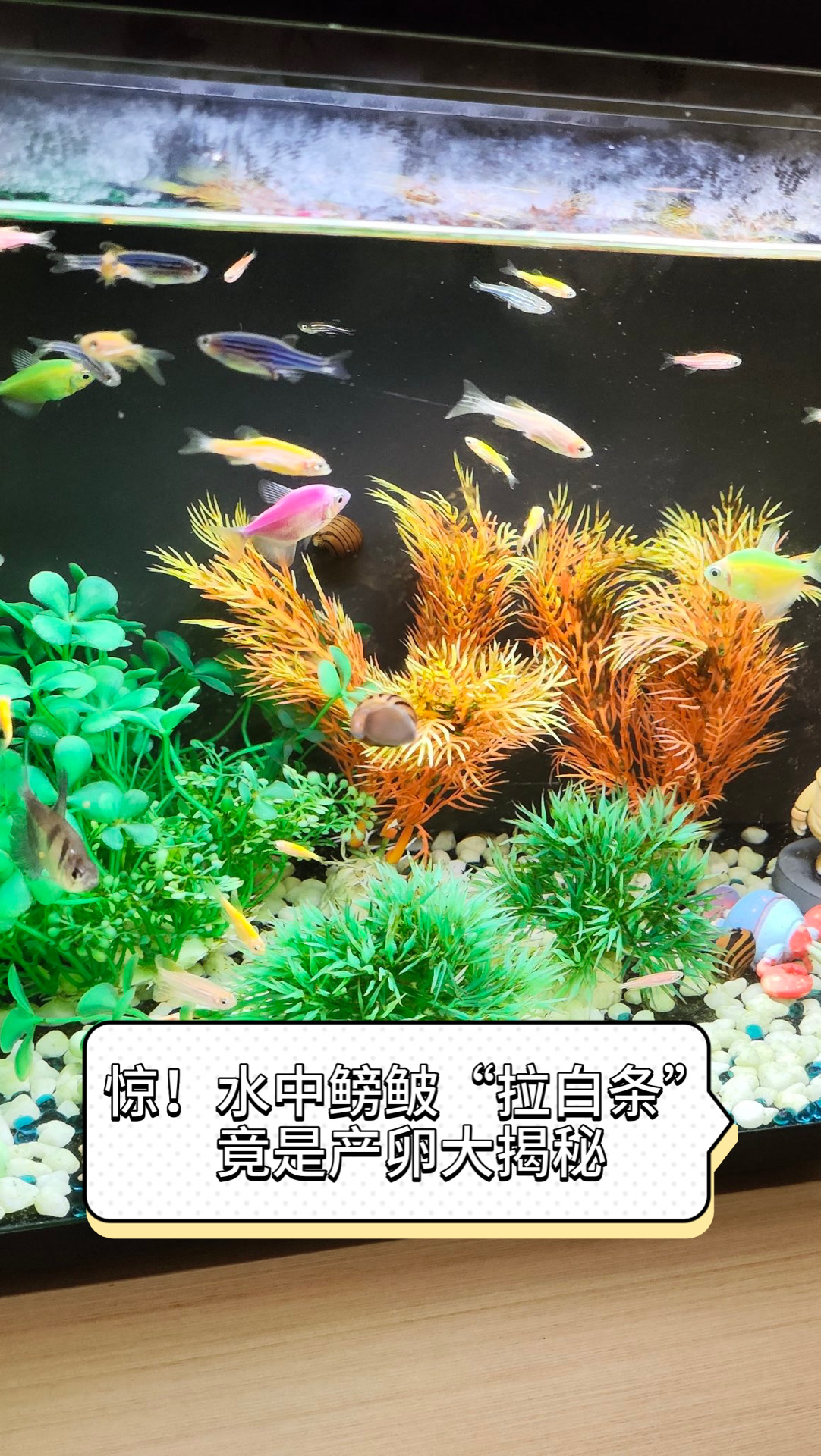 惊!水中鳑鲏“拉白条”,竟是产卵大揭秘