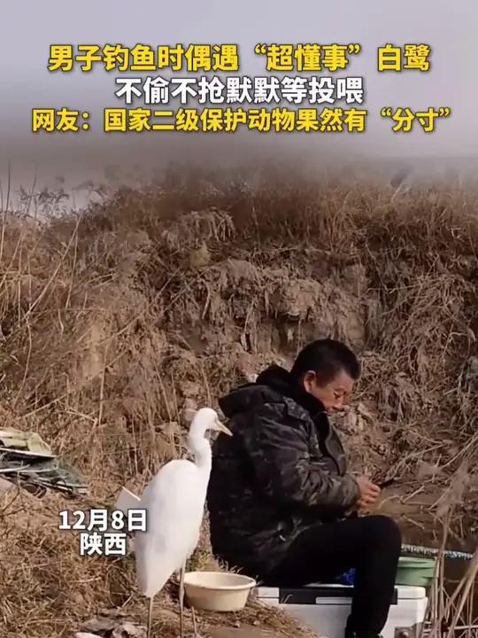 男子钓鱼时偶遇“超懂事”白鹭，不偷不抢默默等投喂。网友：国家二级保护动物果然有“分寸”。趣