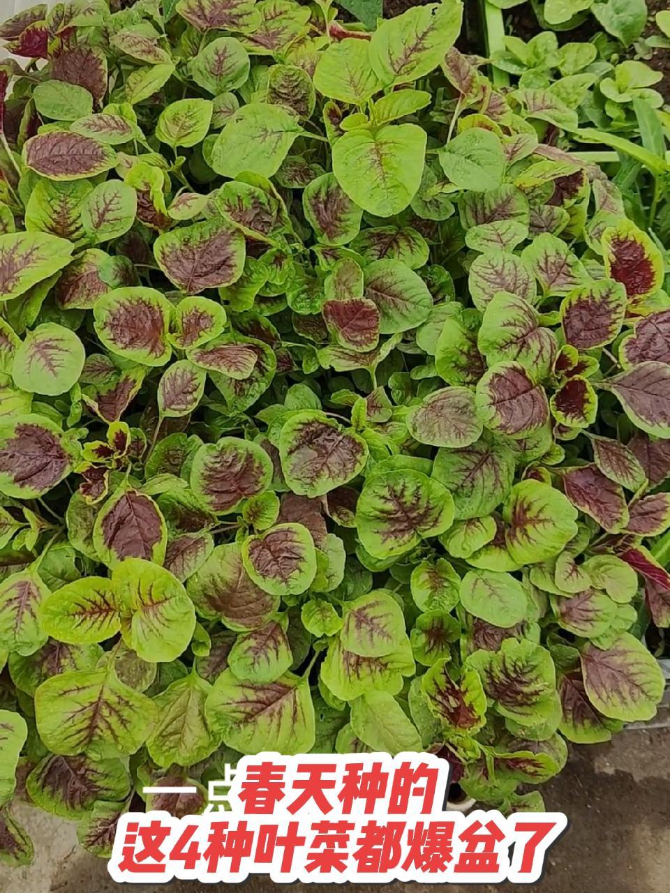 楼顶种菜:春天种的这4种叶菜都爆盆了 每天分享蔬菜种植技巧 春天可以种什么叶菜 哪些叶菜适