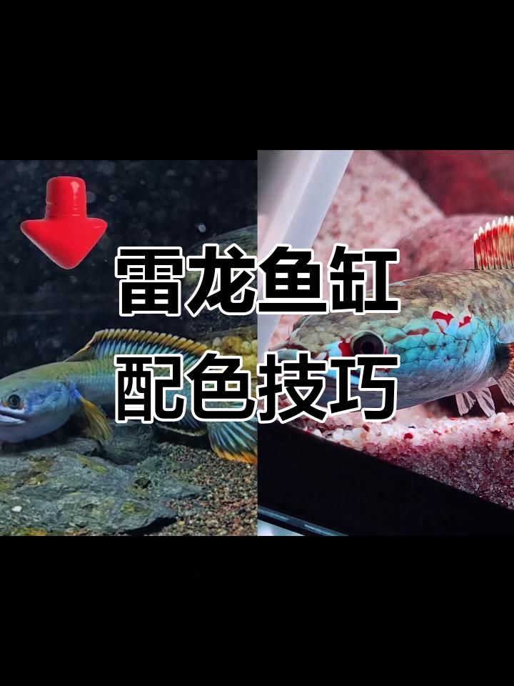 雷龙鱼缸底沙颜色搭配,根据品种挑选最合适的背景