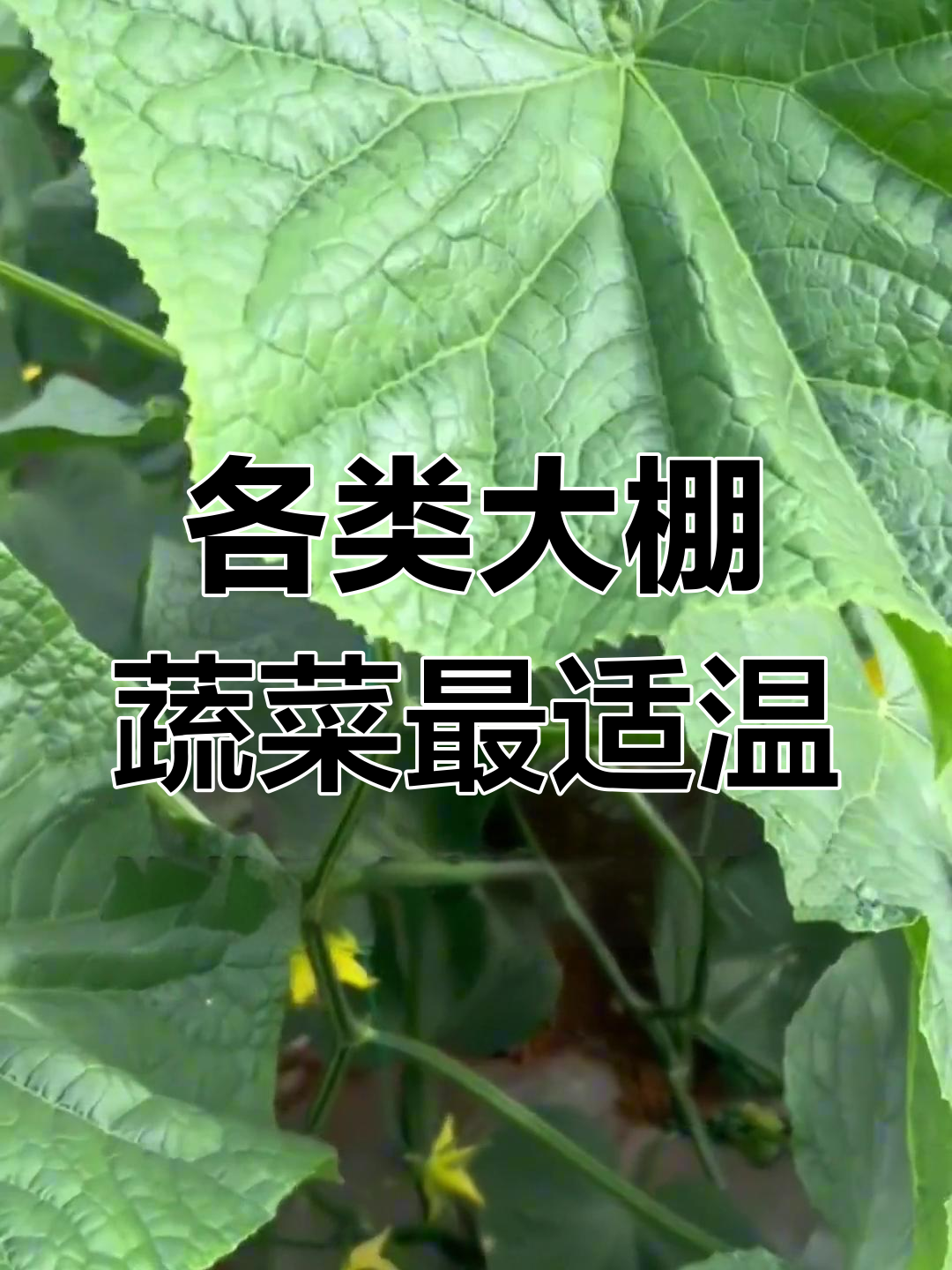 大棚蔬菜生长温度指南:黄瓜、豆类与茄果类的最佳适宜范围