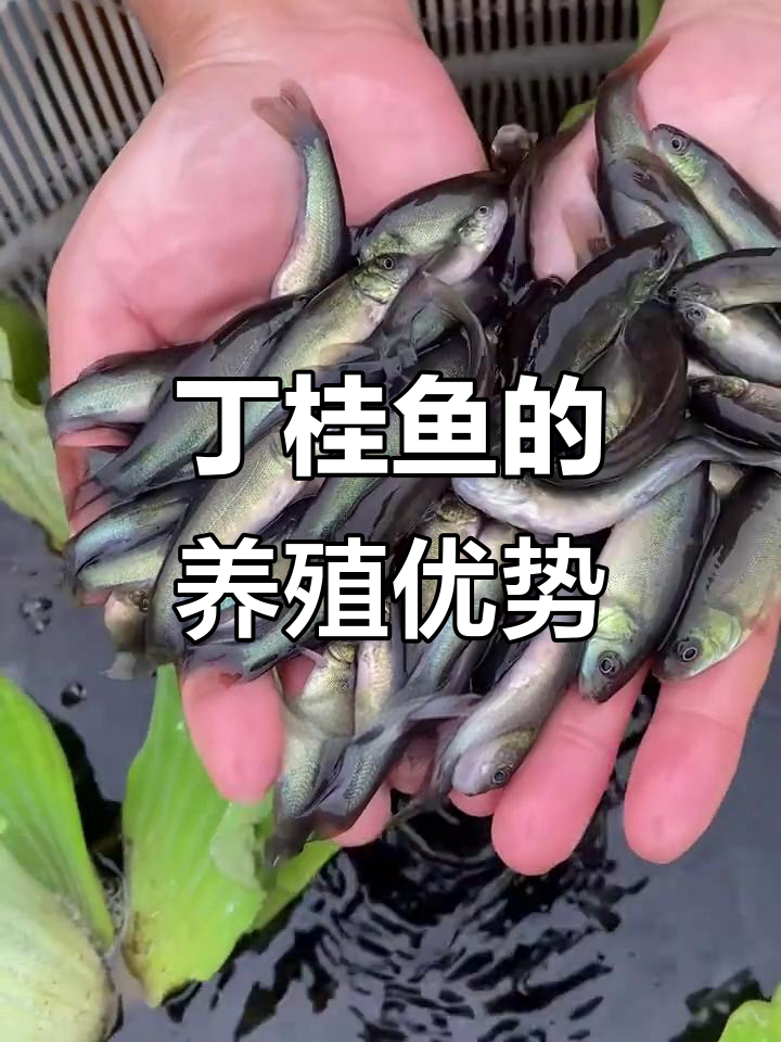 丁桂鱼：一种能在缺氧环境下生存的杂食性淡水鱼