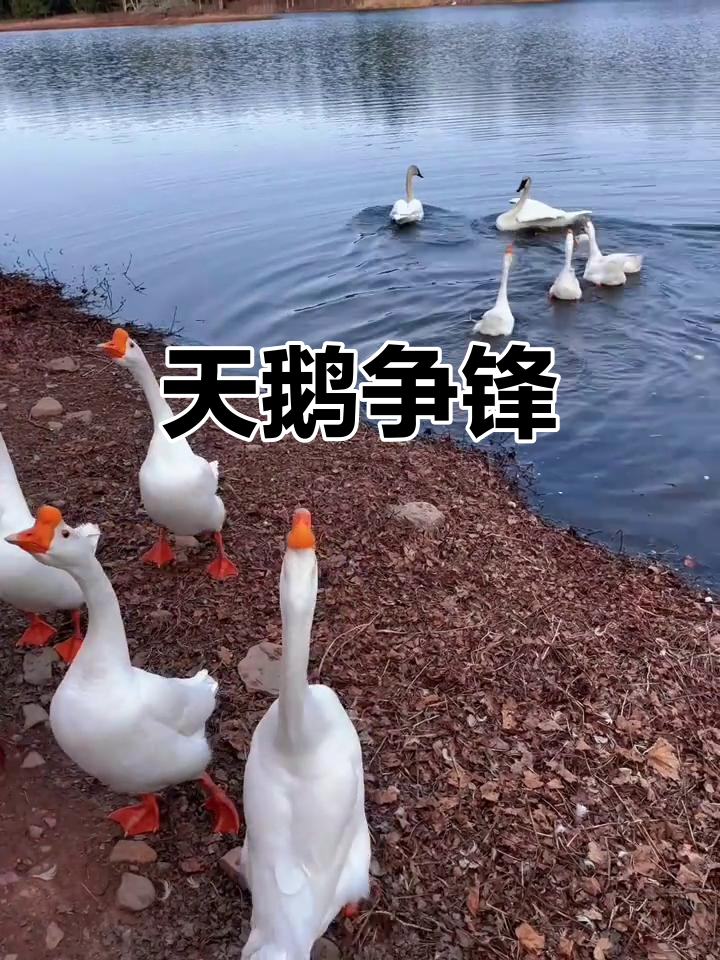 天鹅挑战大鹅,谁能笑到最后?精彩对决不容错过!