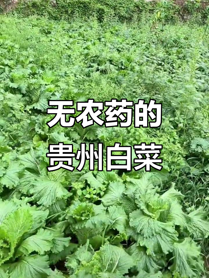 贵州青口白菜,纯天然无添加,火锅炒菜都好吃