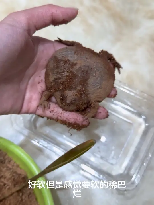 冬眠三个月的小丑蛙哈球出土了非常健康
