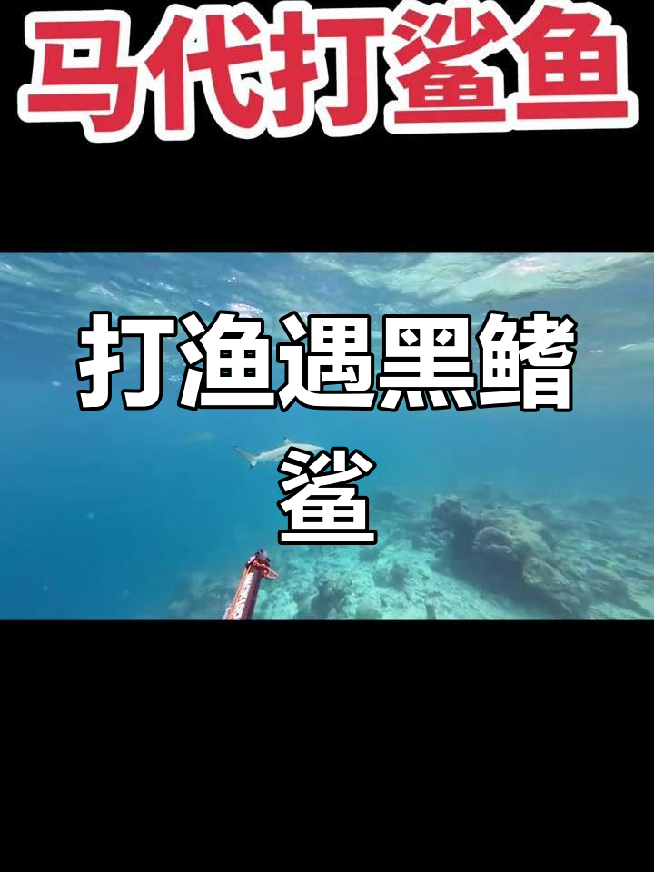 马代潜水捕鱼,鲨鱼多到吓人