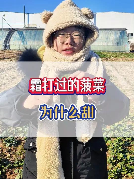 为什么打了霜的菠菜吃起来发甜
