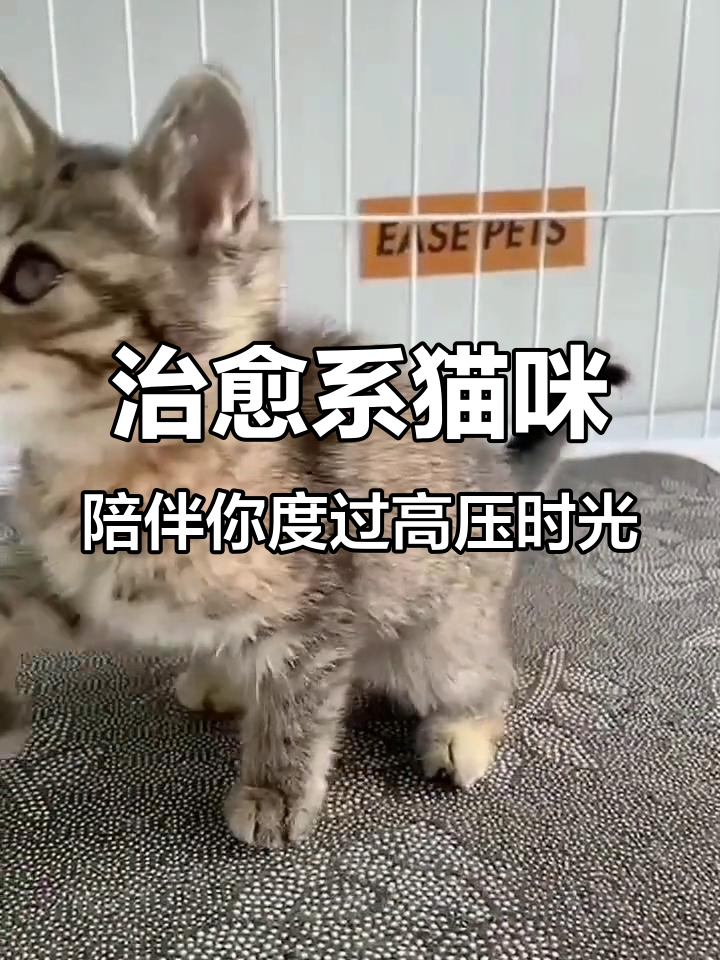 高压工作必备!温暖小猫陪你度过每一个低落时刻