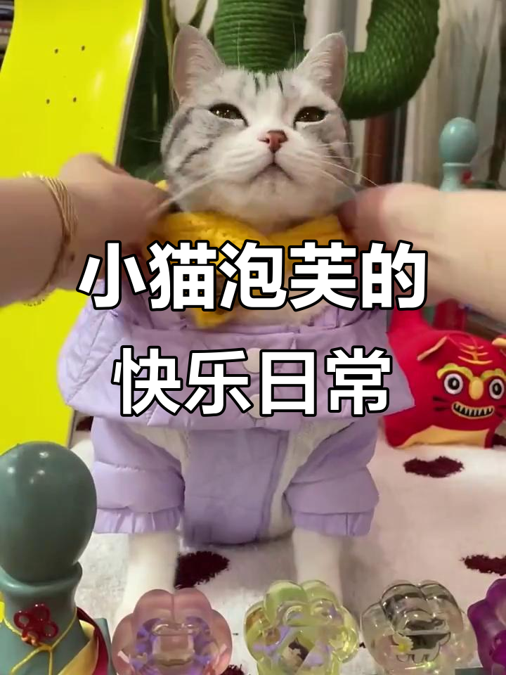 泡芙猫咪的幸福生活:被主人宠成小公主,聪明可爱惹人爱