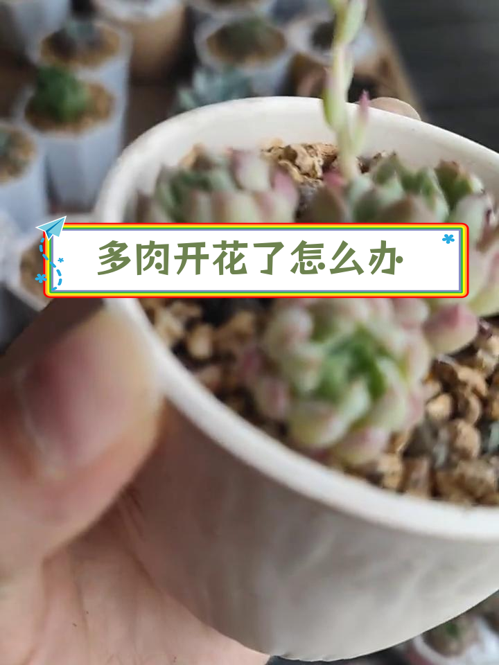 羊脂球多肉开花,该如何处理?