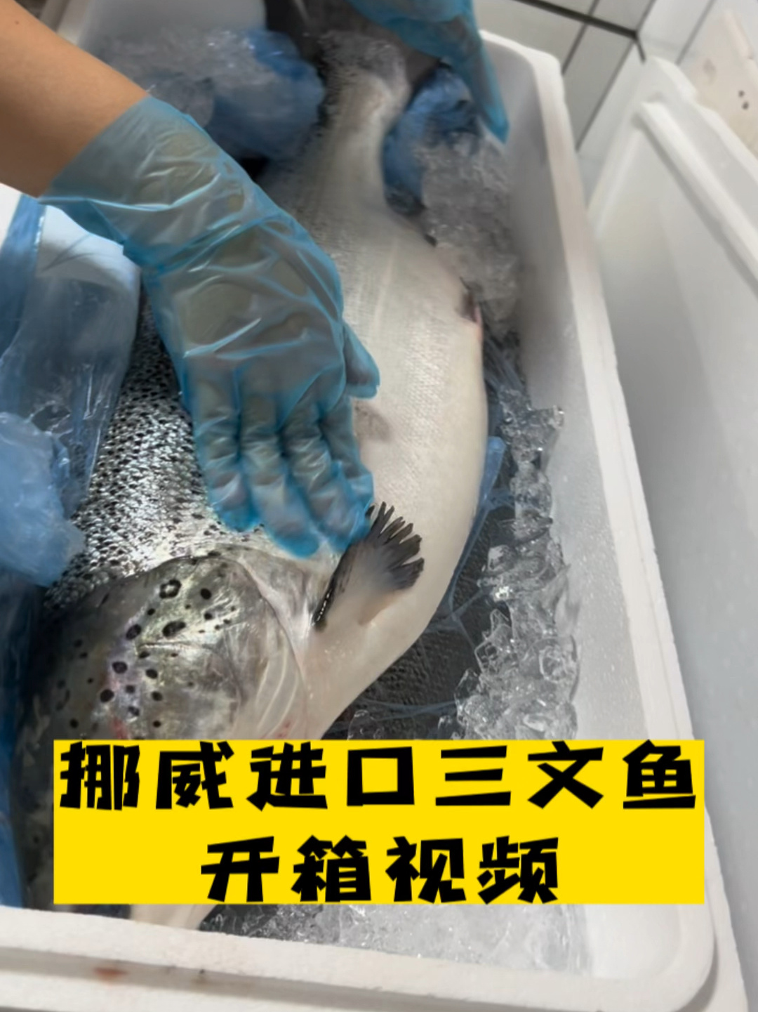 三文鱼长什么样?挪威进口H111厂三文鱼开箱