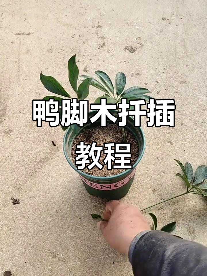 鸭脚木扦插技巧,轻松掌握繁殖方法