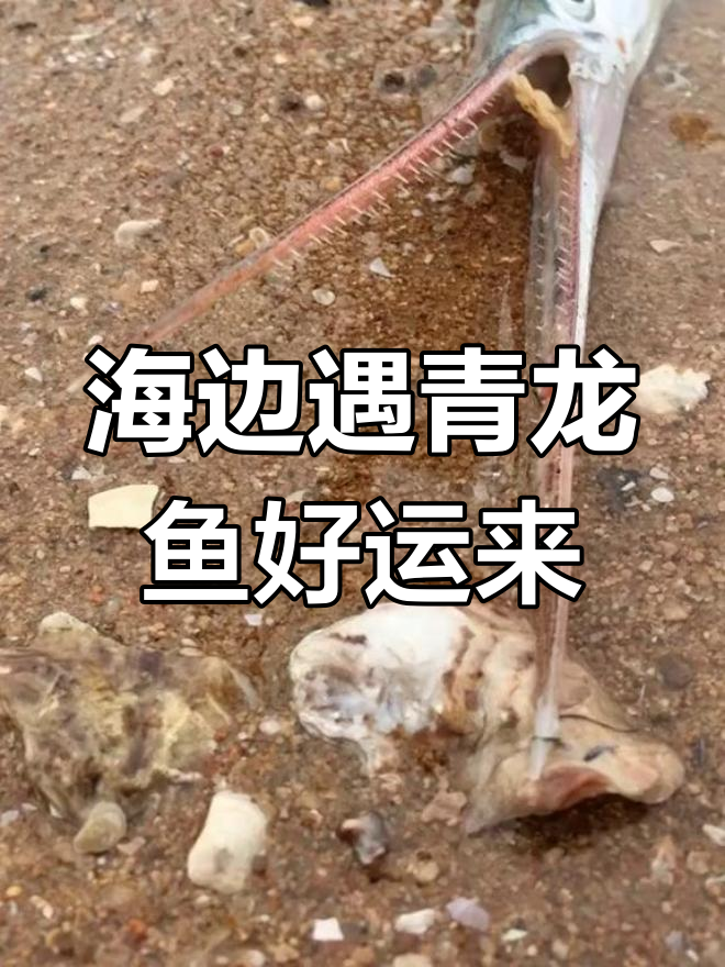 青龙鱼现身海边,渔民说遇到它好运连连