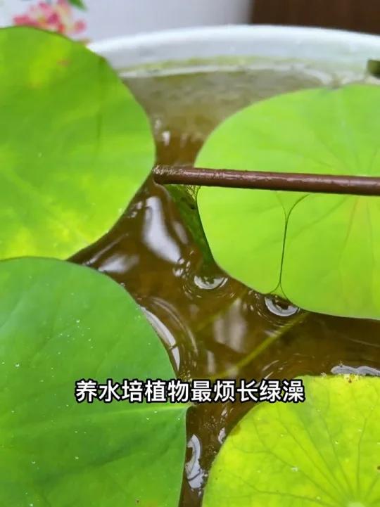 养水培植物最烦长绿藻,简单一步轻松搞定