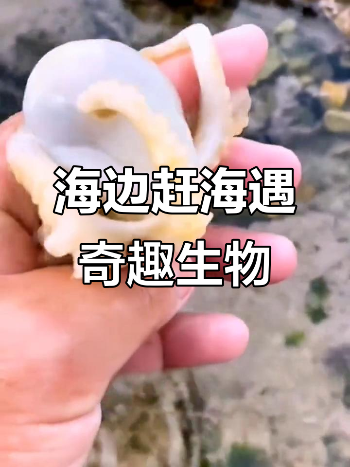 赶海抓海鲜,意外发现小八哥、大螃蟹和变色章鱼
