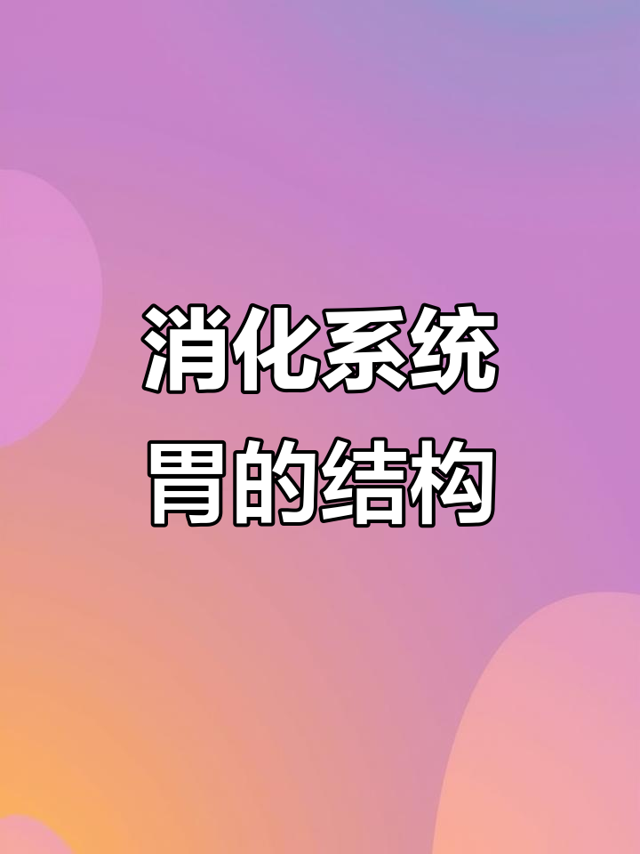 胃的解剖结构与功能详解