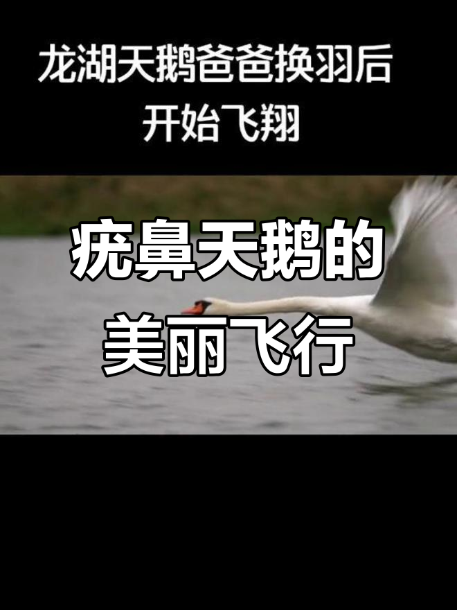 疣鼻天鹅翱翔碧水,展翅飞翔尽显自然之美
