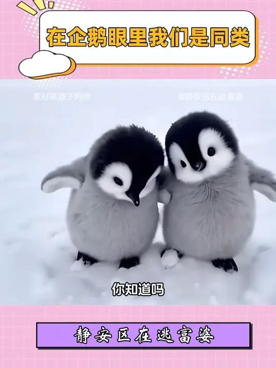 原来在企鹅眼里我们和它们是同类