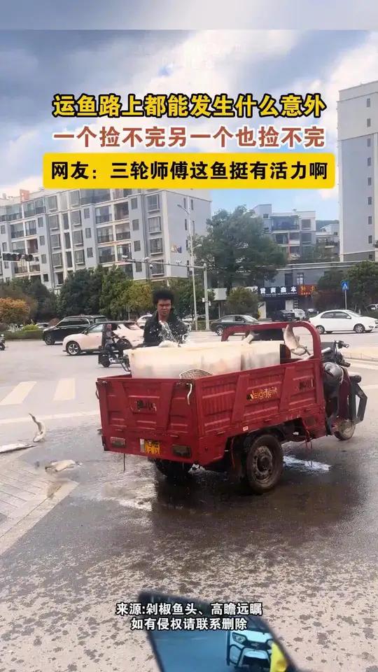 活鱼运输时都会发生什么意外,大多都以车主无奈捡鱼告终。#活鱼运输#三轮车#倒霉(来源:剁椒