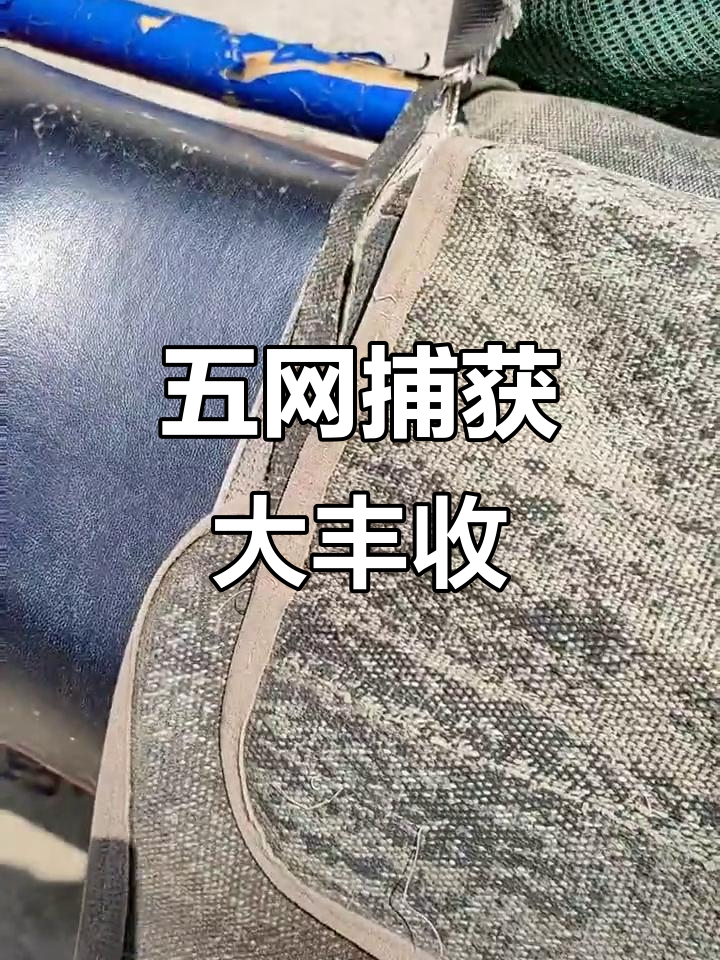 五个网捕捞成果,四个有收获,最大龙虾半斤重